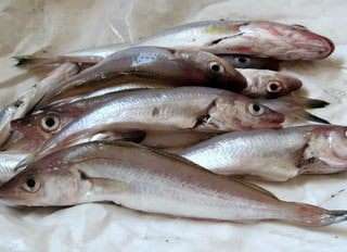Водяная курочка