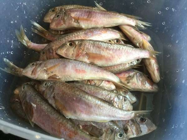 А пока пожарим нашу рыбу. Барабульку промойте под холодной водой. А пока пожарим нашу рыбу. Барабульку промойте под холодной водой.
