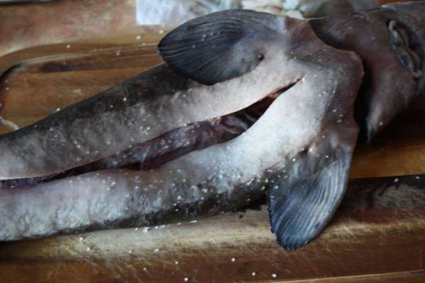 ....вот он какой...костей нет,только хорда с косточками, даже хрящами,после приготовления становится мягким.