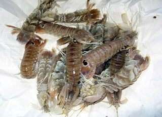 Раки-богомолы