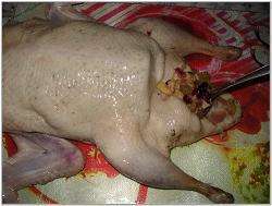 Обмазать данной смесью утку.
Поставить в разогретую до 200 градусов духовку на 20 минут. А затем немного уменьшить температуру и запекать около 2 часов, периодически поливая утку образовавшимся сиропом.
Обмазать данной смесью утку.
Поставить в разогретую до 200 градусов духовку на 20 минут. А затем немного уменьшить температуру и запекать около 2 часов, периодически поливая утку образовавшимся сиропом.