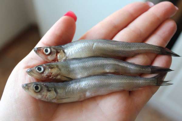 Такую мелкую рыбешку я называю - семечки)))))))))))))) Такую мелкую рыбешку я называю - семечки))))))))))))))