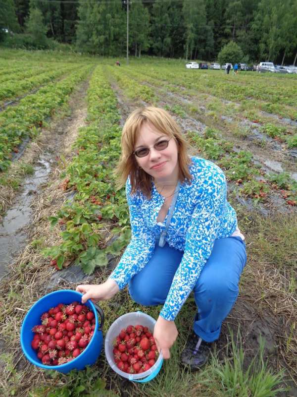 Собрать клубнику :) Собрать клубнику :)